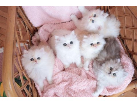 Safkan british longhair bebekler