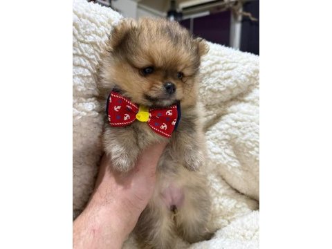 İyisi değil en iyisi 1 dişi ve 2 erkek teddy bear pomeranian