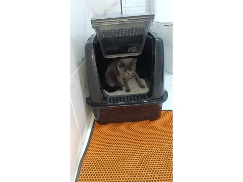 1.5 2 yaş aralığında dişi kedim
