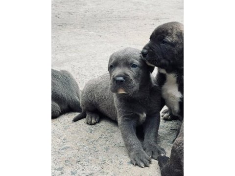 30 günlük cane corso yavrularımız