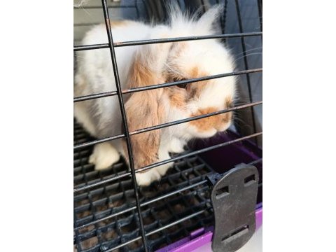 English lop tavşan