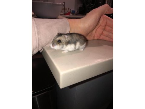 Campbells dwarf hamster yavrularım yeni evini arıyor
