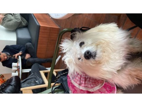 Maltese terrier kızım mila