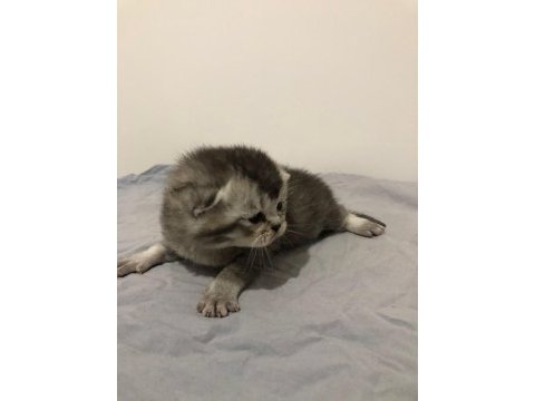 Yeni minik yavrularım british shorthair