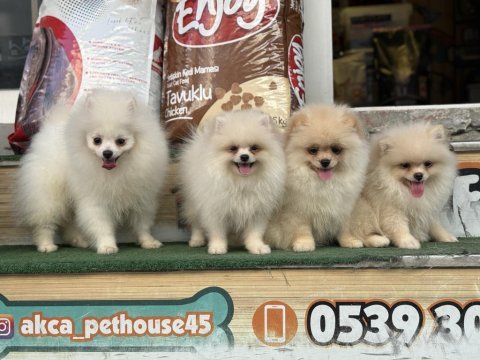 Ayı surat teacup pomeranian yavrularımız