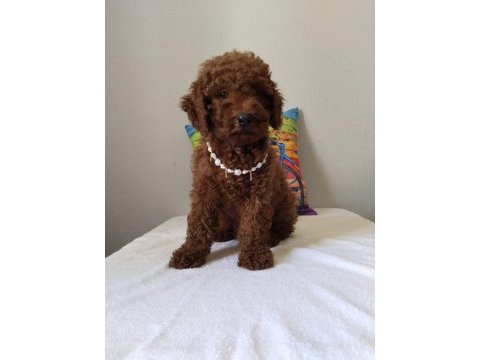 Safkan poodle yavrularımız yeni yuvalarını bekliyor…