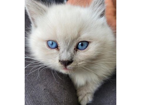 British shorthair bebekler