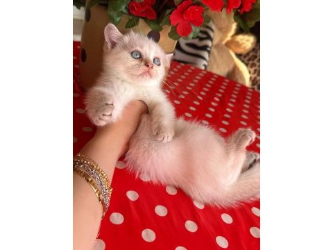 Safkan british shorthair golden point dişi