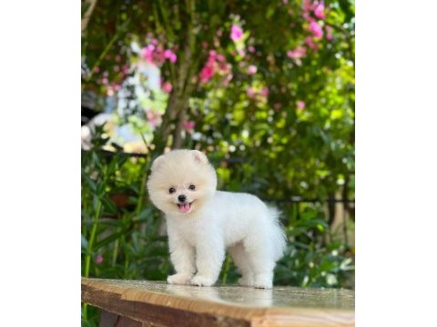 Sevimli pomeranian boo bebekler