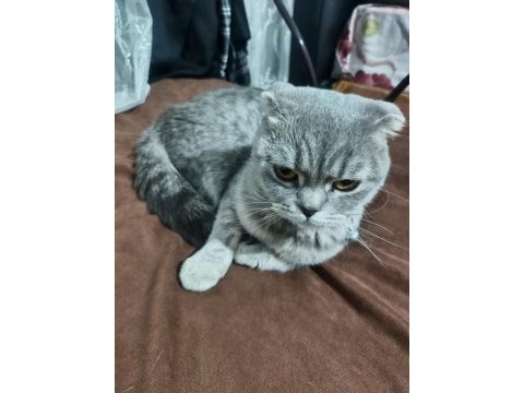 Scottish fold ismi pamuk