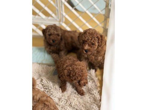 Toy poodle şecereli anneden