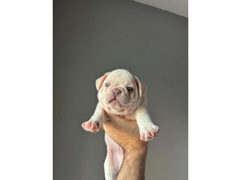 İzmir french bulldog köpeğimiz