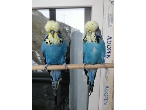 Sarı surat üst vasıf show jumbo takım muhabbet kuşu