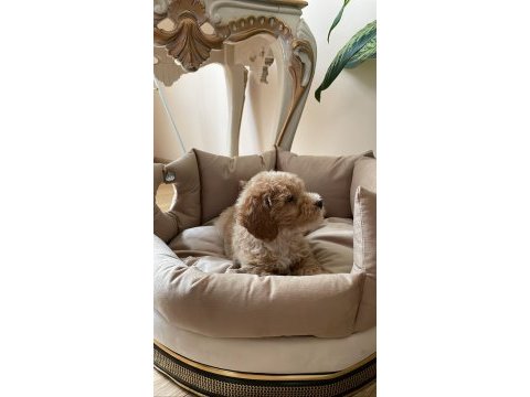 2 aylık erkek poodle