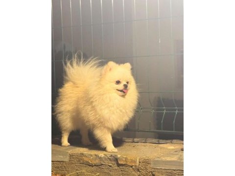 Yetişkin eğitimli pomeranian boo dişi