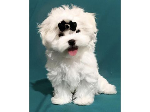 Safkan anne babadan mini maltese yavrular