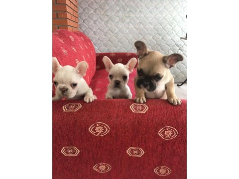 Sahibinden sağlıklı french bulldog yavruları