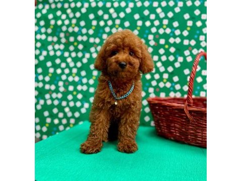 Orjinal toy poodle çocuklar