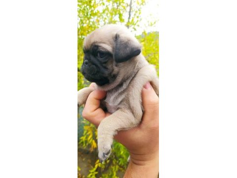 Krem pug yavruları
