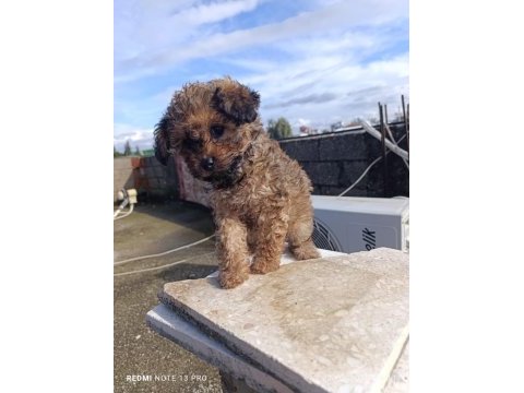 Maltipoo bebeğim