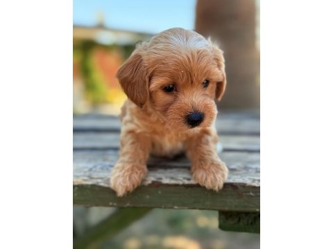 Safkan maltipoo bebekler