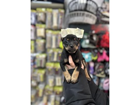 2 aylık 3 tane dişi pinscher