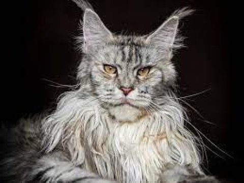 Aşıları tamamlanmış full şecereli maine coon
