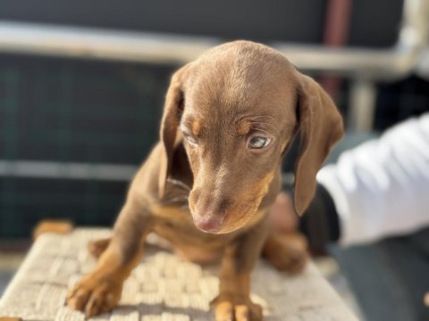 Petmode köpek çiftliğinde ziyarete açık dachshund