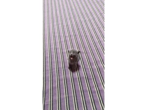 Uygundur acil sahiplendirme british shorthair
