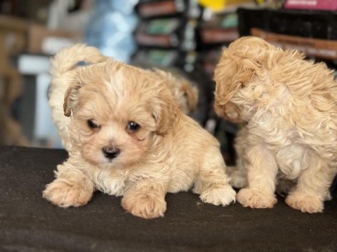 Tea cup kore maltipoo petmode de ziyarete açık