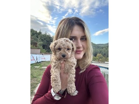 12 yıllık üreticiden toy poodle yavruları