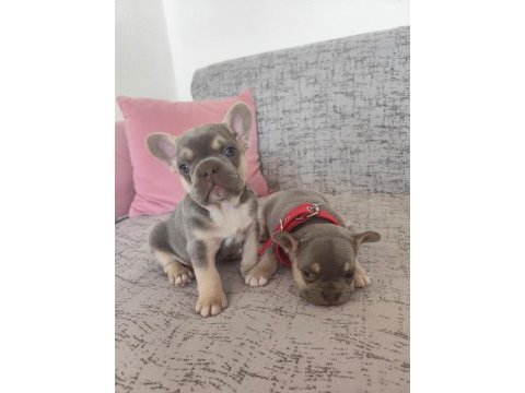 Ücretli sahiplendirilecek french bulldog