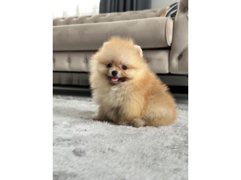 Üst kalite pomeranian yavrular