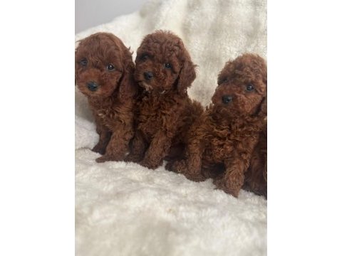 Toy poodle dişi ve erkek yavrumuz