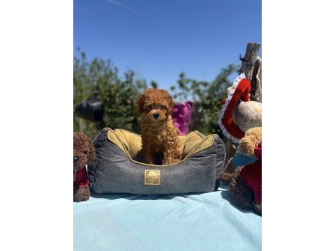 Dişi 3 aşılı wc eğitimli poodle