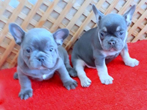 Micro french yavrular blue tan quad ve lilac tan quad