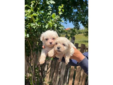 Kar beyaz maltese terrier bebekler
