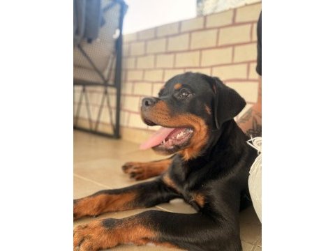 A şecereli erkek rottweiler yavrularım