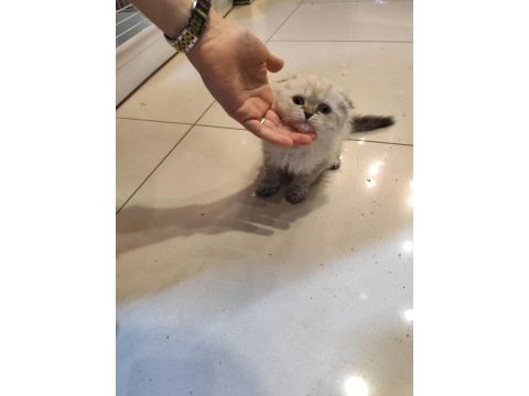 Scottish fold dişi kedimiz