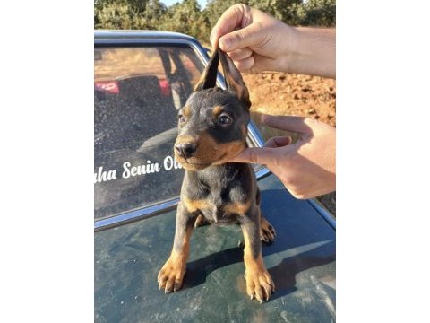 Siyah 2 adet dişi doberman