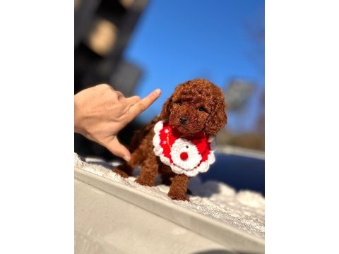 Toy poodle sağlık garantili