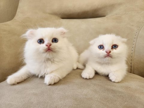 Minik scottish fold patiler