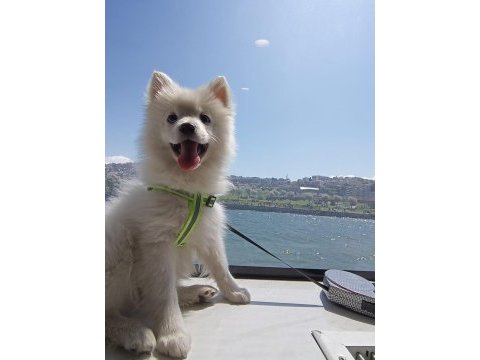 Pomeranian spitz