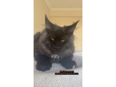 Her ile bizzat teslim xxl maine coon yavruları