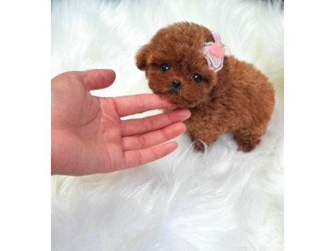Core maltipoo bebekler