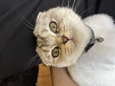 Ücretsiz sahiplendirme dişi scottish fold