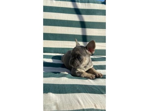 Bluetan french bulldog