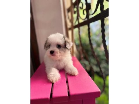 60 günlük orjinal maltese terrier