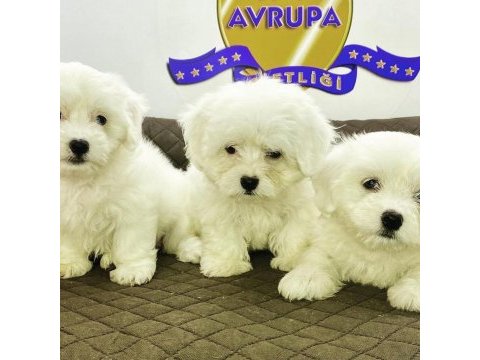 K9 avrupa çiftliğinden maltese terrier yavruları