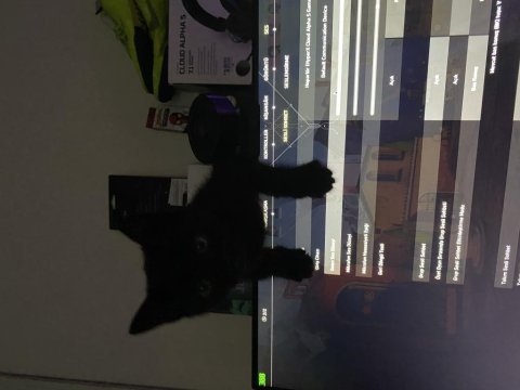 Sokakta kedi buldum ve güzel bir yuva arıyoruz